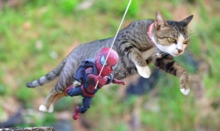Illustration de l'article : 17 photos surprenantes où chats et chiens vivent toutes sortes d'aventures avec Spider-Man