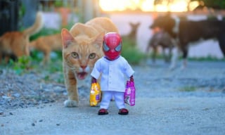 Illustration de l'article : 17 photos surprenantes où chats et chiens vivent toutes sortes d'aventures avec Spider-Man