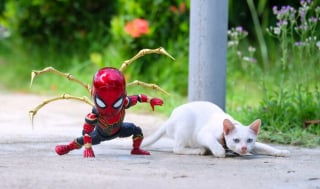Illustration de l'article : 17 photos surprenantes où chats et chiens vivent toutes sortes d'aventures avec Spider-Man