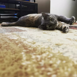 Illustration de l'article : 18 photos illustrant la joie simple que les chats nous procurent au quotidien