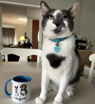 Illustration de l'article : 18 photos illustrant la joie simple que les chats nous procurent au quotidien