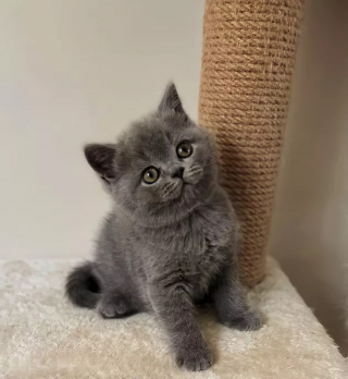 Illustration de l'article : 18 photos illustrant la joie simple que les chats nous procurent au quotidien