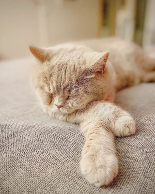 Illustration de l'article : 18 photos illustrant la joie simple que les chats nous procurent au quotidien
