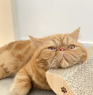 Illustration de l'article : 18 photos illustrant la joie simple que les chats nous procurent au quotidien