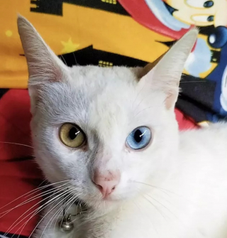 Illustration de l'article : 18 photos illustrant la joie simple que les chats nous procurent au quotidien