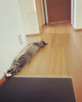 Illustration de l'article : 18 photos illustrant la joie simple que les chats nous procurent au quotidien