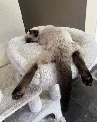 Illustration de l'article : 18 photos illustrant la joie simple que les chats nous procurent au quotidien