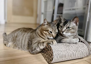 Illustration de l'article : 18 photos illustrant la joie simple que les chats nous procurent au quotidien