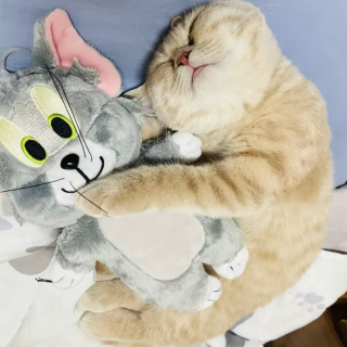 Illustration de l'article : 18 photos illustrant la joie simple que les chats nous procurent au quotidien