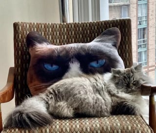 Illustration de l'article : 18 photos illustrant la joie simple que les chats nous procurent au quotidien