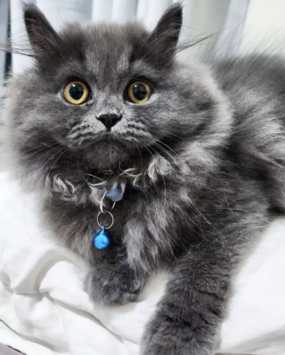 Illustration de l'article : 18 photos illustrant la joie simple que les chats nous procurent au quotidien