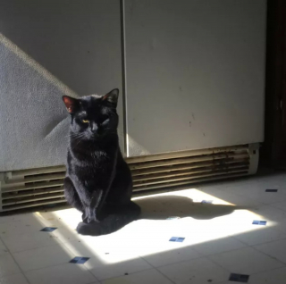 Illustration de l'article : 18 photos illustrant la joie simple que les chats nous procurent au quotidien