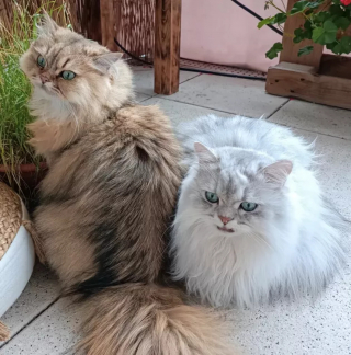 Illustration de l'article : 18 photos illustrant la joie simple que les chats nous procurent au quotidien