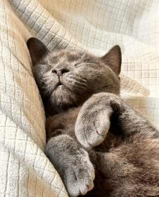 Illustration de l'article : 18 photos illustrant la joie simple que les chats nous procurent au quotidien