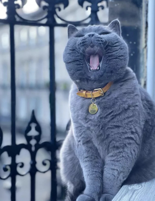 Illustration de l'article : 18 photos illustrant la joie simple que les chats nous procurent au quotidien