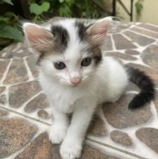 Illustration de l'article : 18 photos illustrant la joie simple que les chats nous procurent au quotidien