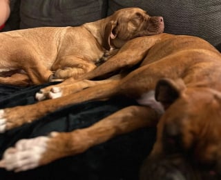 Illustration de l'article : Une chienne patiente et compréhensive s'adapte à son jeune congénère malvoyant pour lui faciliter la vie (vidéo)