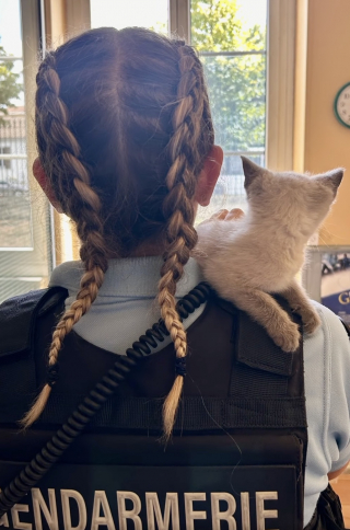 Illustration de l'article : Sauvée de la rue par les gendarmes, une chatonne s'offre une carrière inattendue ! (vidéo)