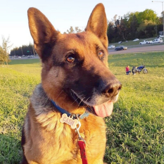 Illustration de l'article : Un chien creuse un trou dans son jardin et disparaît pendant 10 mois, avant de prouver toute sa loyauté