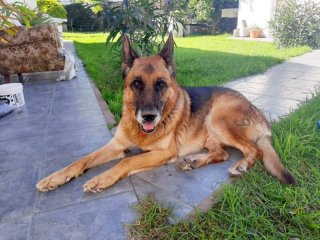 Illustration de l'article : Un chien creuse un trou dans son jardin et disparaît pendant 10 mois, avant de prouver toute sa loyauté