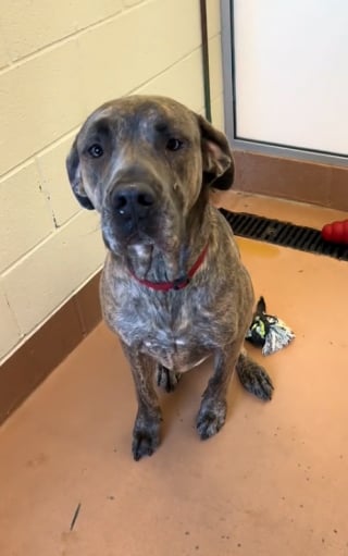 Illustration de l'article : Moose, le chien triste qui avait passé 400 jours en refuge, a enfin retrouvé le sourire ! (vidéo)