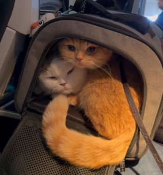 Illustration de l'article : L'art du voyage en avion selon Mocha et Donut, un duo félin irrésistible (vidéo)