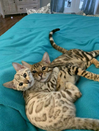 Illustration de l'article : 20 photos de chats et de chiens qui goûtent enfin au bonheur grâce à l'adoption