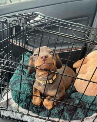 Illustration de l'article : 20 photos de chats et de chiens qui goûtent enfin au bonheur grâce à l'adoption