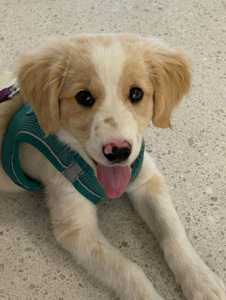 Illustration de l'article : 20 photos de chats et de chiens qui goûtent enfin au bonheur grâce à l'adoption