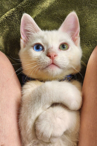 Illustration de l'article : 20 photos de chats et de chiens qui goûtent enfin au bonheur grâce à l'adoption