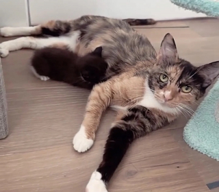 Illustration de l'article : Inséparables depuis leur rencontre en foyer d'accueil, 2 chattes parviennent à s'offrir le plus beau des avenirs (vidéo)