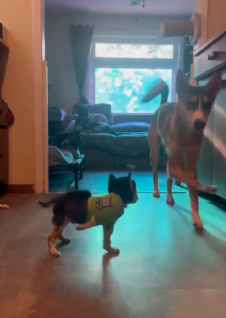 Illustration de l'article : Un croisé Husky aide son compagnon à s'adapter à la vie sur trois pattes en lui montrant comment marcher (vidéo)