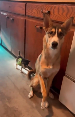 Illustration de l'article : Un croisé Husky aide son compagnon à s'adapter à la vie sur trois pattes en lui montrant comment marcher (vidéo)