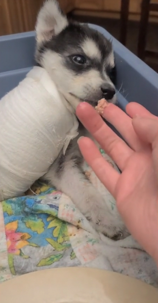 Illustration de l'article : Un croisé Husky aide son compagnon à s'adapter à la vie sur trois pattes en lui montrant comment marcher (vidéo)