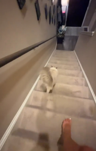 Illustration de l'article : Ce chat ressent un amour inconditionnel pour les balades en laisse (vidéo)