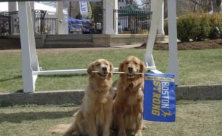 Illustration de l'article : 15 photos prouvant que la bienveillance et la bravoure sont des valeurs chères à nos chiens