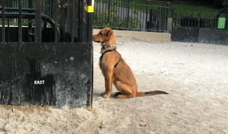 Illustration de l'article : 15 photos prouvant que la bienveillance et la bravoure sont des valeurs chères à nos chiens
