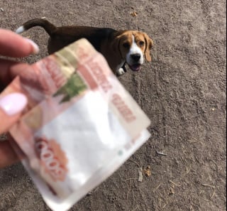 Illustration de l'article : 15 photos prouvant que la bienveillance et la bravoure sont des valeurs chères à nos chiens