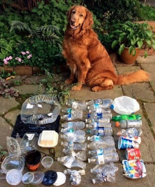 Illustration de l'article : 15 photos prouvant que la bienveillance et la bravoure sont des valeurs chères à nos chiens