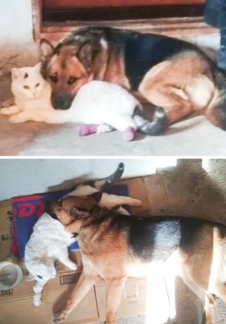 Illustration de l'article : 15 photos prouvant que la bienveillance et la bravoure sont des valeurs chères à nos chiens