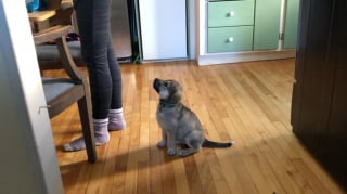 Illustration de l'article : 15 photos prouvant que la bienveillance et la bravoure sont des valeurs chères à nos chiens