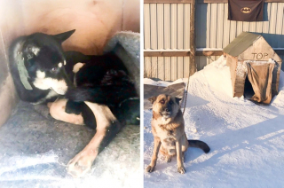 Illustration de l'article : 15 photos prouvant que la bienveillance et la bravoure sont des valeurs chères à nos chiens