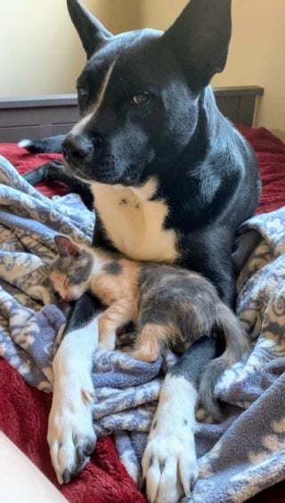 Illustration de l'article : 15 photos prouvant que la bienveillance et la bravoure sont des valeurs chères à nos chiens