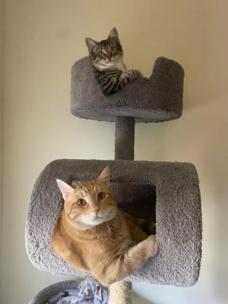 Illustration de l'article : 13 photos de chats ayant décidé de faire le show entre postures hilarantes et maladresses