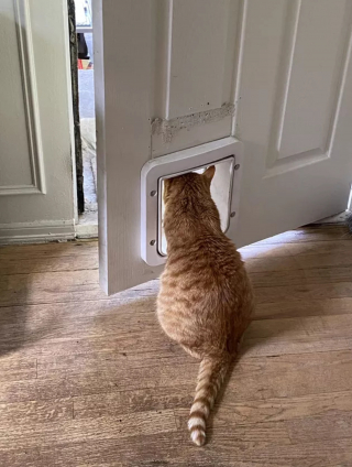 Illustration de l'article : 13 photos de chats ayant décidé de faire le show entre postures hilarantes et maladresses