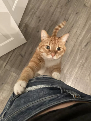 Illustration de l'article : 13 photos de chats ayant décidé de faire le show entre postures hilarantes et maladresses