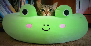 Illustration de l'article : 13 photos de chats ayant décidé de faire le show entre postures hilarantes et maladresses