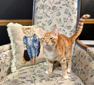 Illustration de l'article : 13 photos de chats ayant décidé de faire le show entre postures hilarantes et maladresses