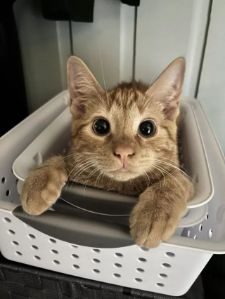 Illustration de l'article : 13 photos de chats ayant décidé de faire le show entre postures hilarantes et maladresses
