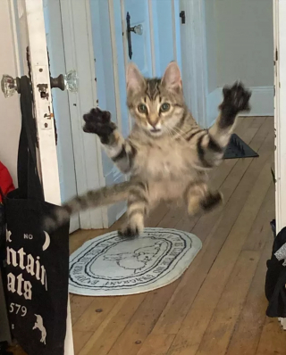 Illustration de l'article : 13 photos de chats ayant décidé de faire le show entre postures hilarantes et maladresses